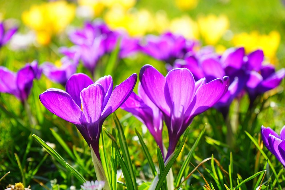 Free crocus background image, public domain flower CC0 photo.