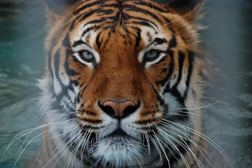 Free tiger image, public domain wild animal CC0 photo.