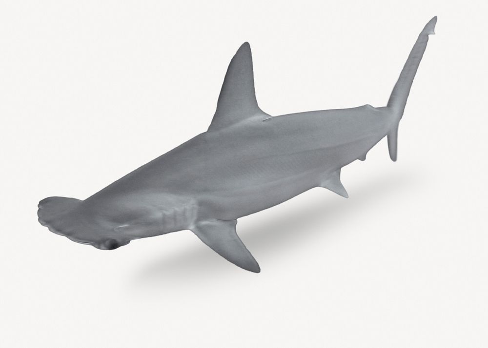 Hammerhead shark sticker, aquatic animal isolated image psd