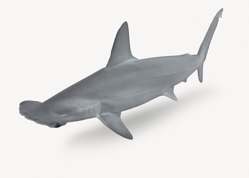 Hammerhead shark, aquatic animal isolated image