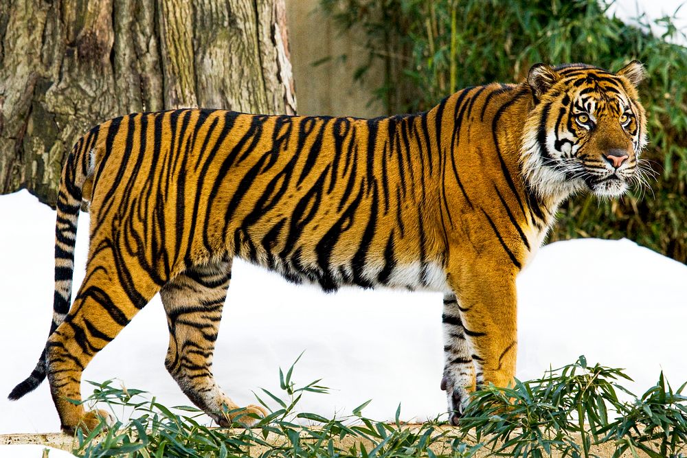 Sumatran Tiger (2009) by Mehgan Murphy. Original from Smithsonian's National Zoo. Digitally enhanced by rawpixel.