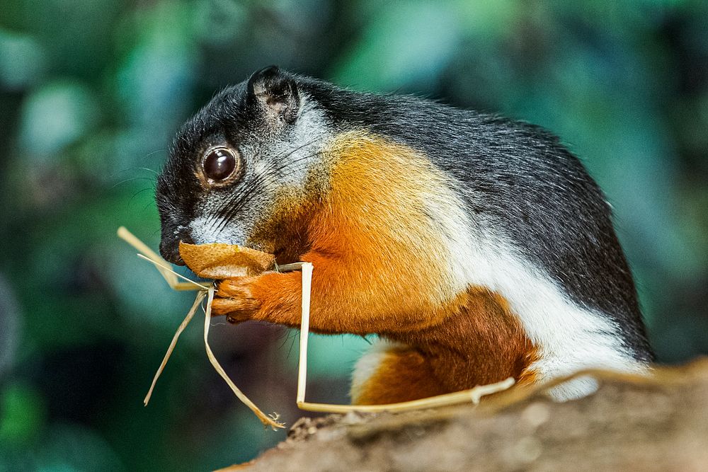 Prevost's Squirrel (2015) by Clyde Nishimura, FONZ Photo Club. Original from Smithsonian's National Zoo. Digitally enhanced…