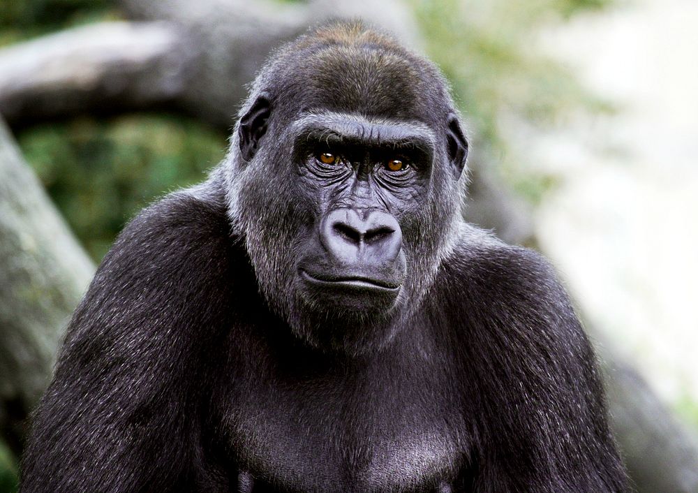 Lowland Gorilla (2002) by Jessie Cohen. Original from Smithsonian's National Zoo. Digitally enhanced by rawpixel.