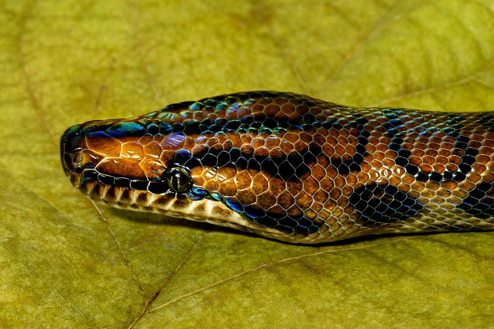 Brazilian Rainbow Boa (2003) by Smithsonian Institution. Original from Smithsonian's National Zoo. Digitally enhanced by…