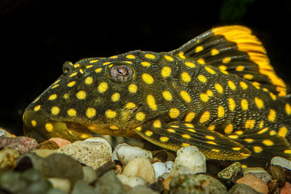 Gold Nugget Plecostomus (2016) by Stan Bysshe. Original from Smithsonian's National Zoo. Digitally enhanced by rawpixel.