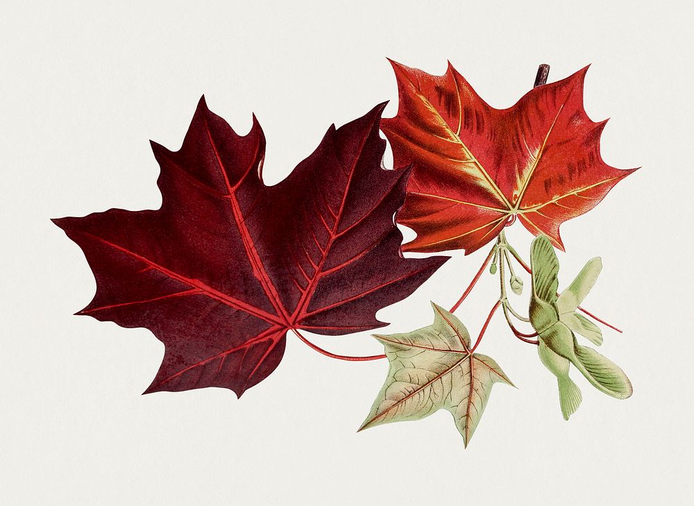 Hand drawn red maple leaves. Original from Biodiversity Heritage Library. Digitally enhanced by rawpixel.