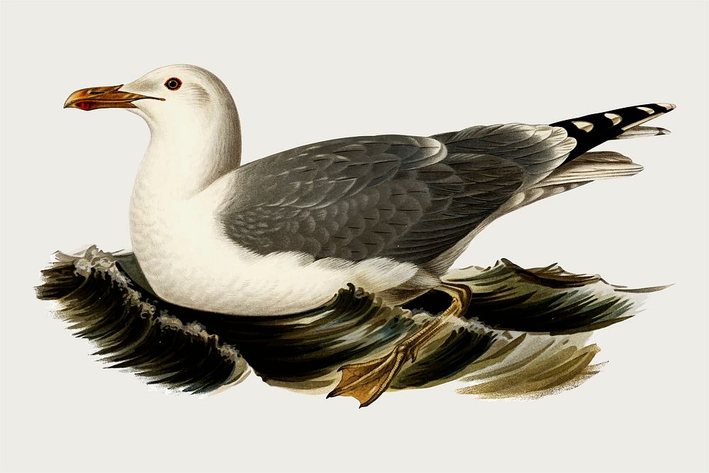 European herring gull bird vector vintage drawing