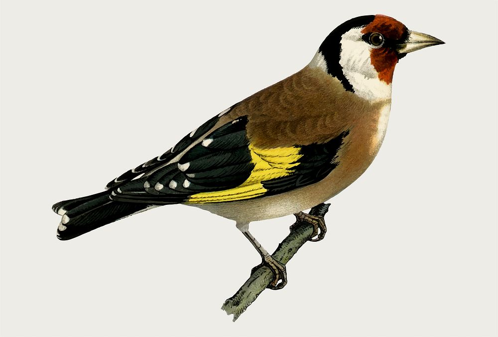 European goldfinch bird vector hand drawn