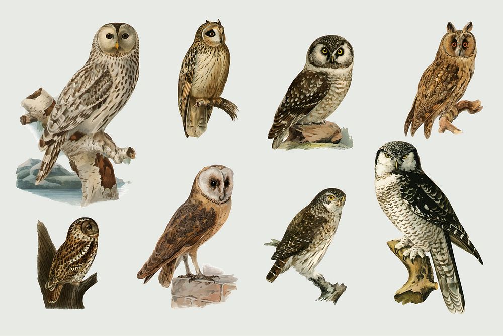 Vector mixed birds and owls hand drawn set