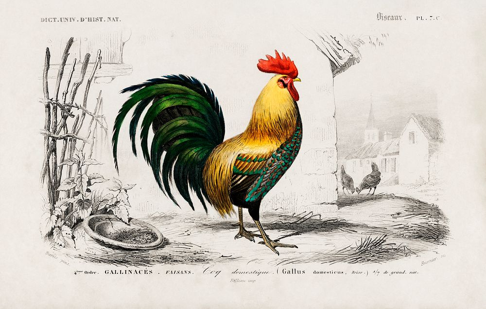 Cock illustrated by Charles Dessalines D' Orbigny (1806-1876). Digitally enhanced from our own 1892 edition of Dictionnaire…