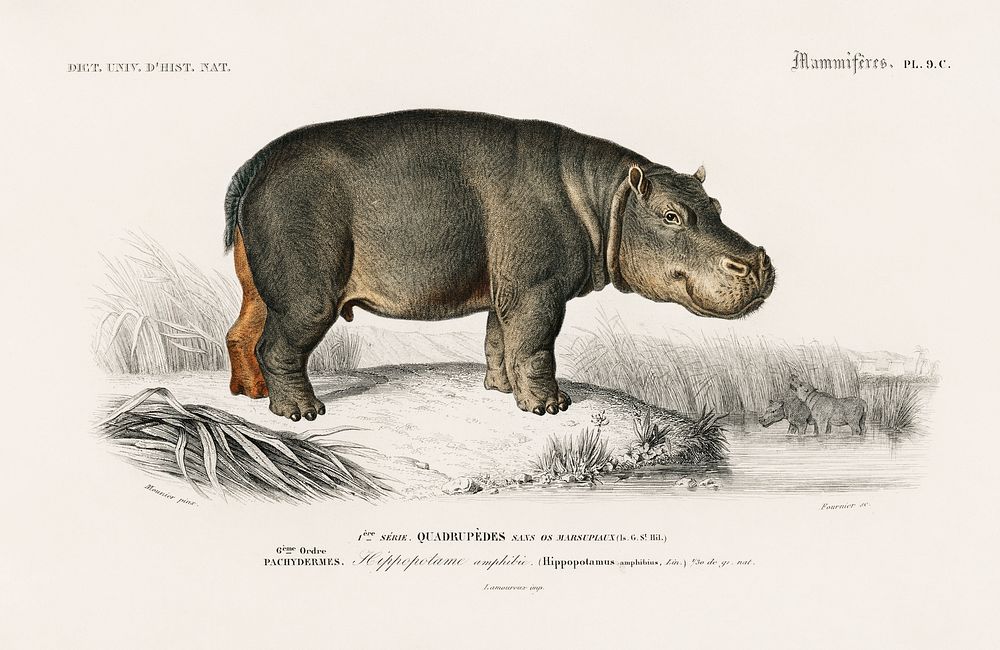 Hippopotamus (Hippopotame Amphibie) illustrated by Charles Dessalines D' Orbigny (1806-1876). Digitally enhanced from our…