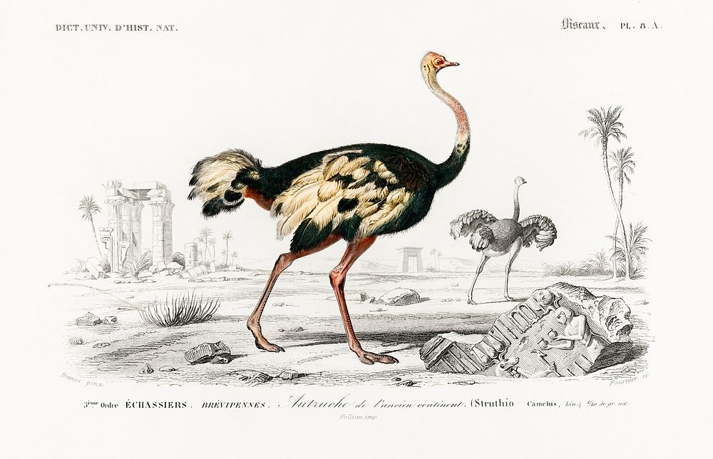 Struthio (Autruche de lancien continent) illustrated by Charles Dessalines D' Orbigny (1806-1876). Digitally enhanced from…