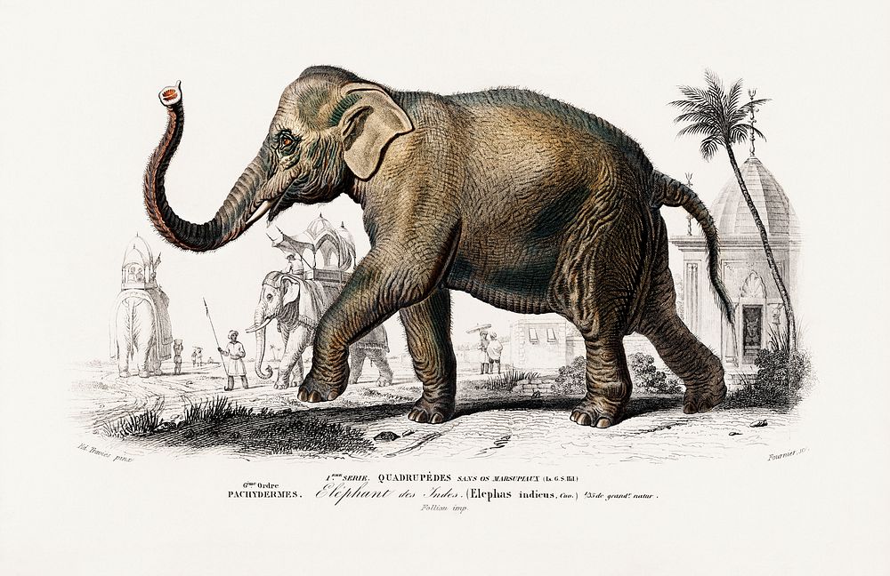 Asiatic elephant (Elephas maximus) indicus illustrated by Charles Dessalines D' Orbigny (1806-1876). Digitally enhanced from…