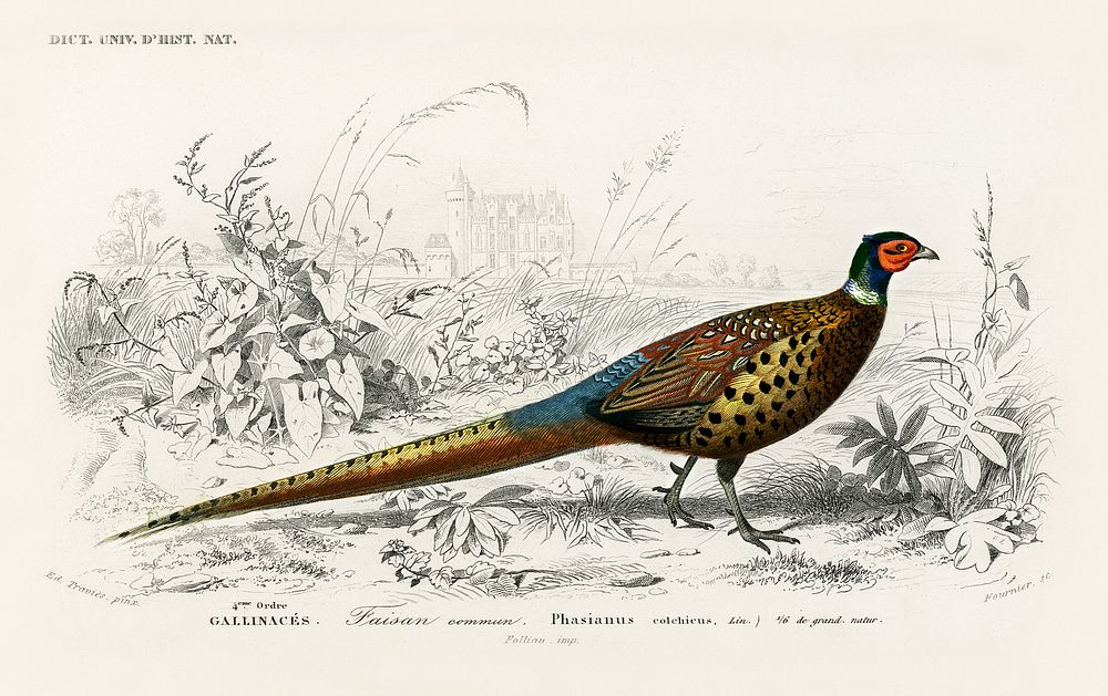 Ring-neckrd pheasant (Phasianus colchicus) illustrated by Charles Dessalines D' Orbigny (1806-1876). Digitally enhanced from…