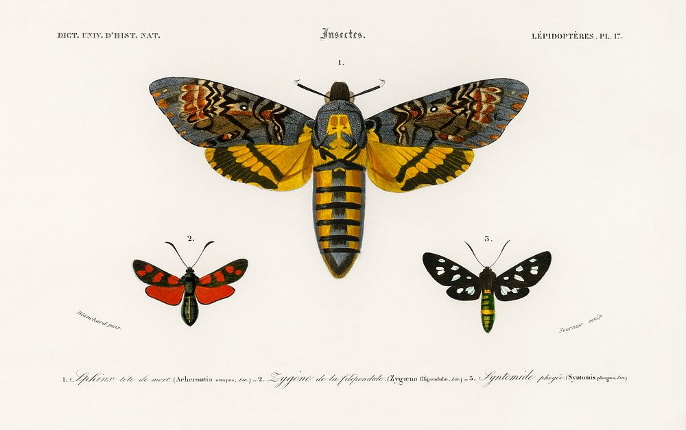 Collection of moths illustrated by Charles Dessalines D' Orbigny (1806-1876). Digitally enhanced from our own 1892 edition…