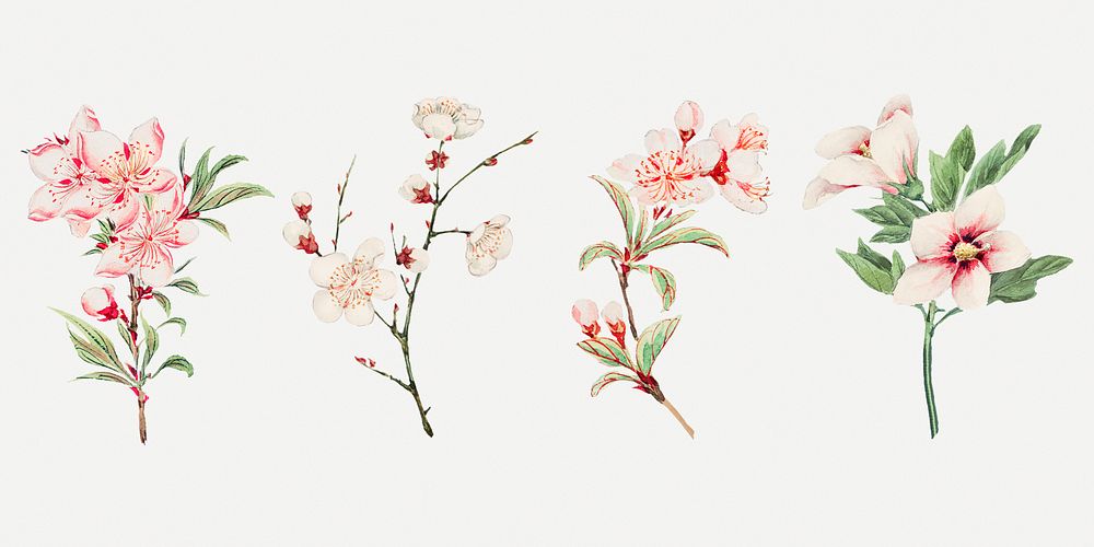 Vintage Japanese pink flower psd art print set, remix from artworks by Megata Morikaga