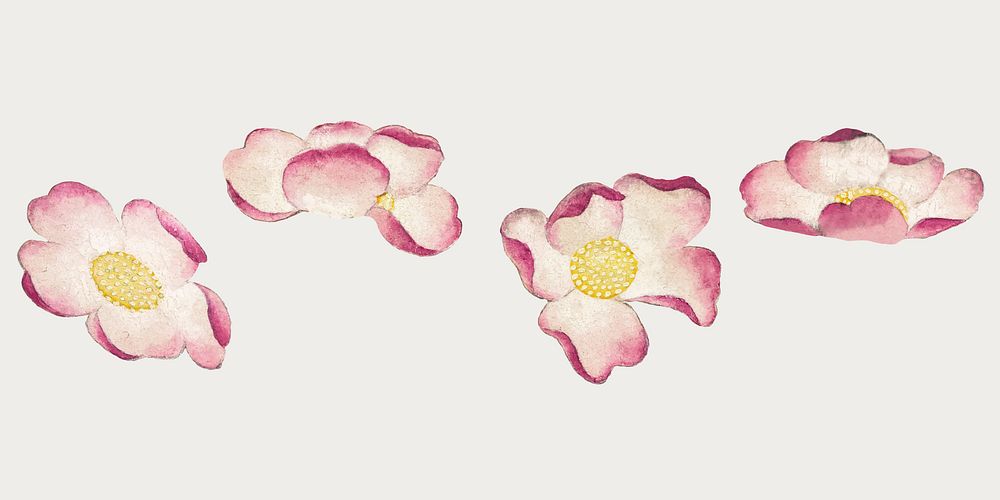 Vintage mallow flower vector set, remix from artworks by Zhang Ruoai