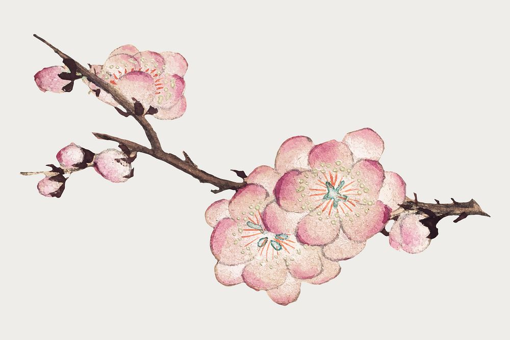 Pink plum blossom vector, remix from artworks by Zhang Ruoai