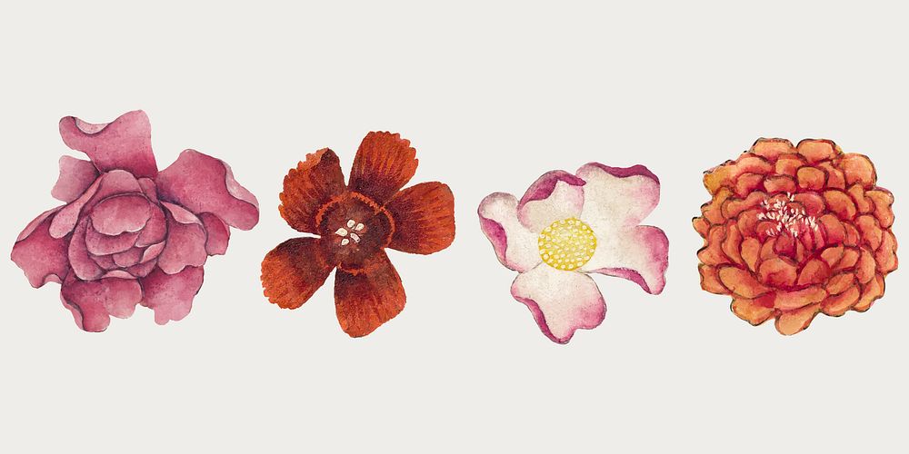 Chinese pink flower vector set, remix from artworks by Zhang Ruoai