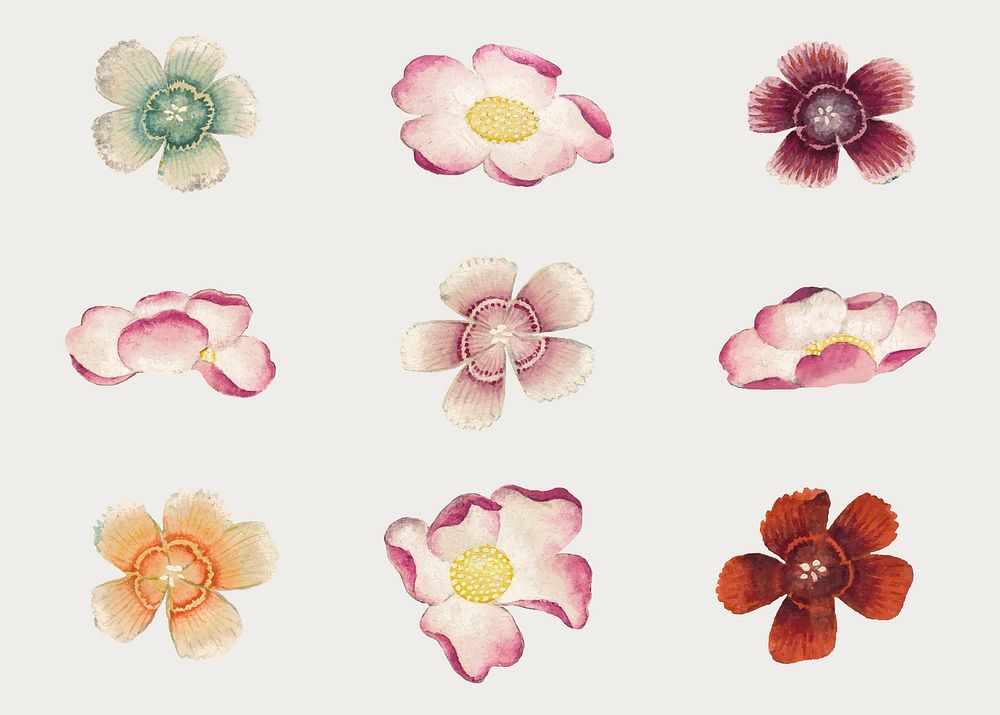 Chinese flower vector mallow and Sweet William set, remix from artworks by Zhang Ruoai