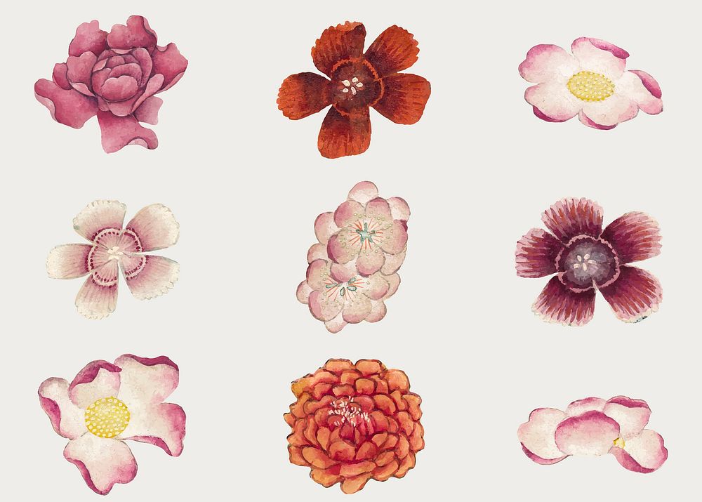 Chinese pink flower vector set, remix from artworks by Zhang Ruoai