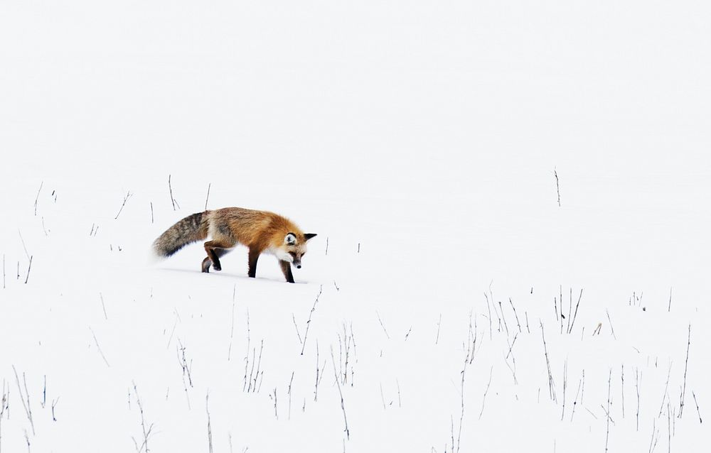 A red fox prowls for voles, hidden beneath the snow, in Yellowstone National Park in the western U.S. state of Wyoming.…