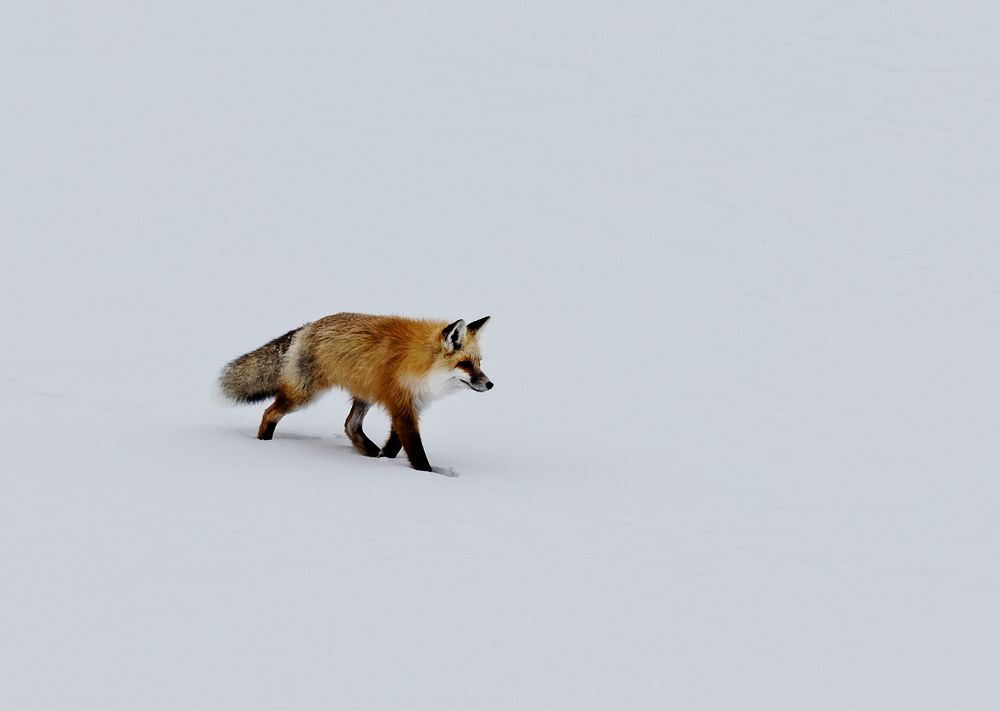 A red fox prowls for voles, hidden beneath the snow, in Yellowstone National Park in the western U.S. state of Wyoming.…