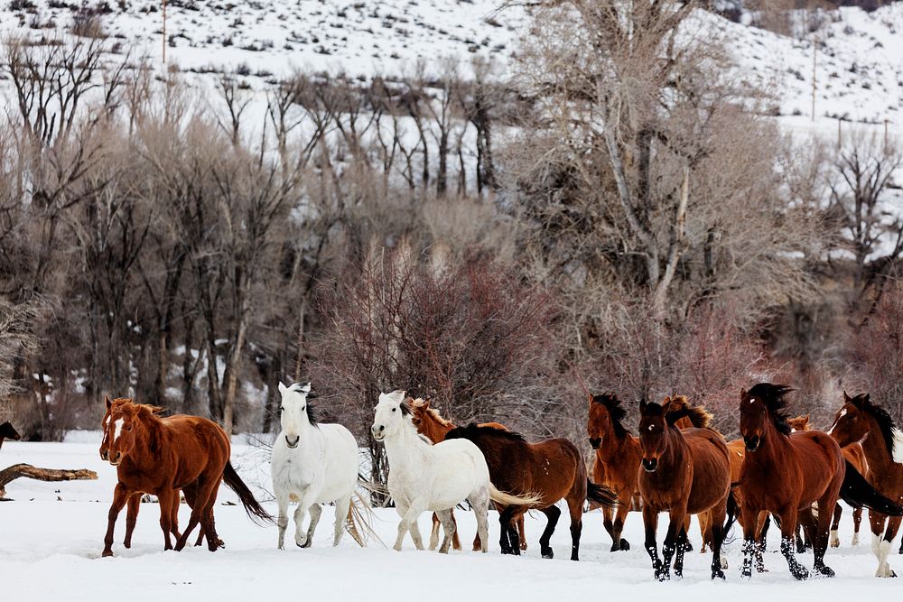 A mixed herd of wild and domesticated horses frolics on the Ladder Livestock ranch, at the Wyoming-Colorado border. Original…