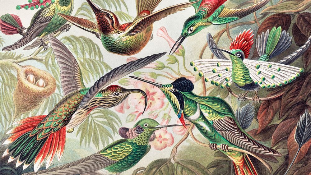 Vintage bird desktop wallpaper, background painting, Hummingbirds, remix from the artwork of Ernst Haeckel