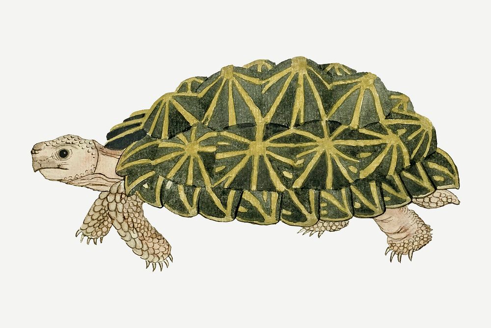 Tortoise vector antique watercolor animal illustration, remixed from the artworks by Robert Jacob Gordon