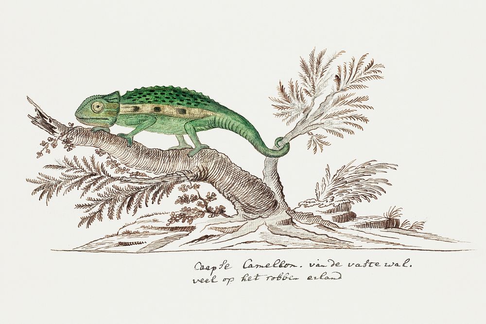 Bradypodion pumilum: cape dwarf chameleon (1777&ndash;1786) painting in high resolution by Robert Jacob Gordon. Original…