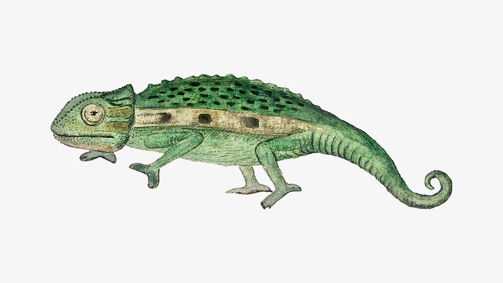 Namaqua chameleon vector antique watercolor animal illustration, remixed from the artworks by Robert Jacob Gordon