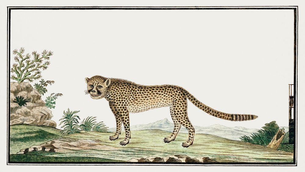 Acinonyx jubatus: cheetah (1777&ndash;1786) painting in high resolution by Robert Jacob Gordon. Original from the…