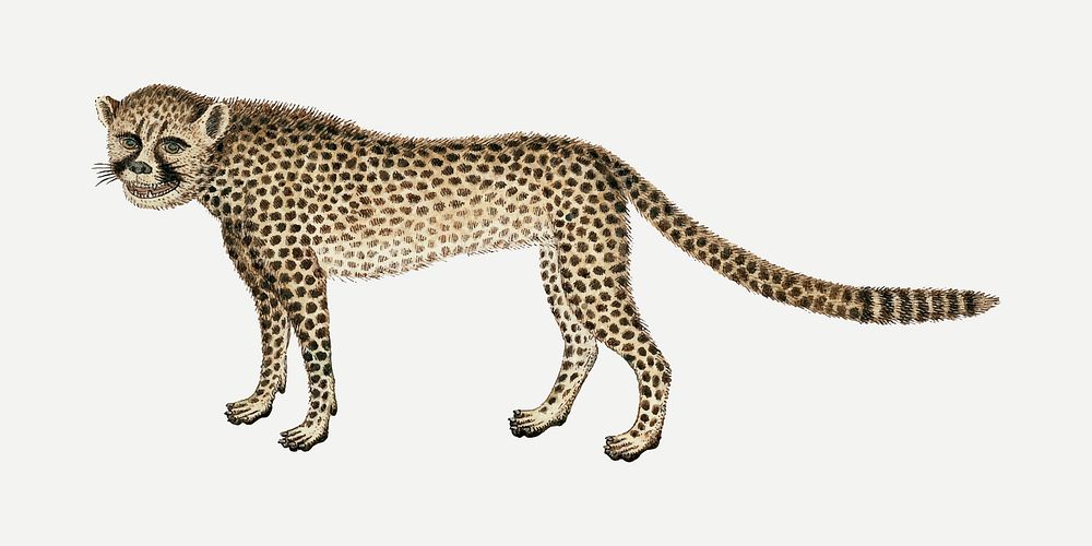 Cheetah vector antique watercolor animal illustration, remixed from the artworks by Robert Jacob Gordon