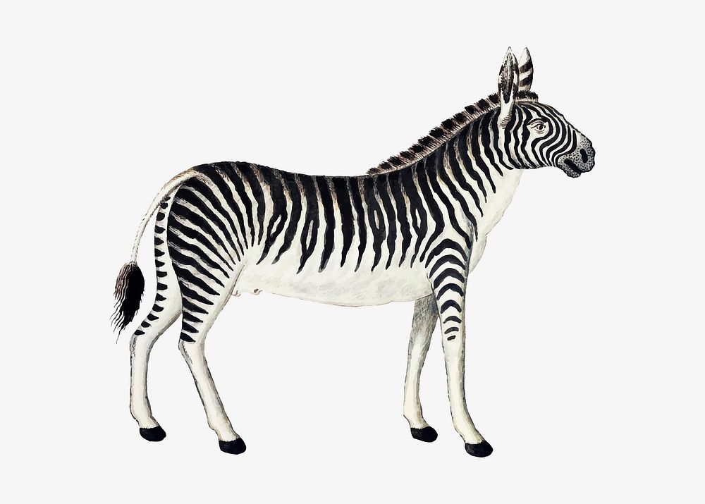 Mountain zebra vector antique watercolor animal illustration, remixed from the artworks by Robert Jacob Gordon
