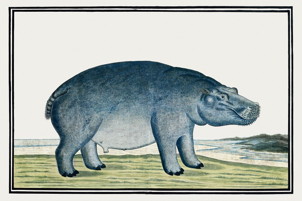 Hippopotamus amphibius capensis: Hippopotamus (ca.1777) painting in high resolution by Robert Jacob Gordon. Original from…