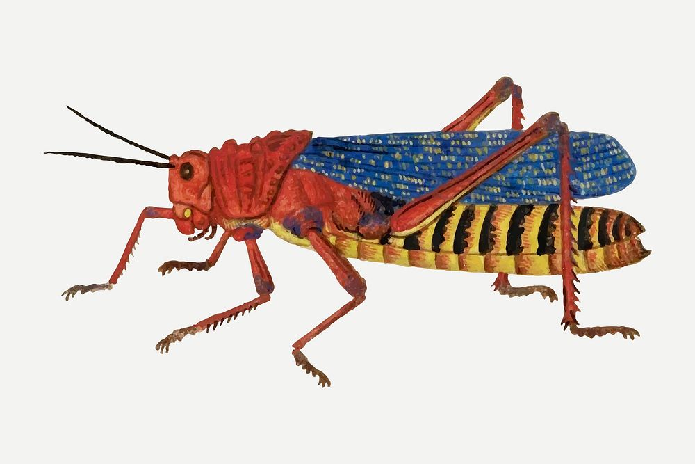 Grasshopper vector antique watercolor animal illustration, remixed from the artworks by Robert Jacob Gordon