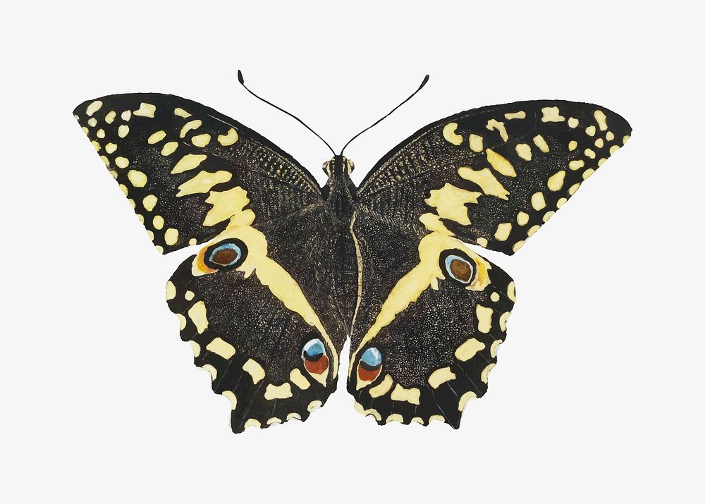 Butterfly vector antique watercolor animal illustration, remixed from the artworks by Robert Jacob Gordon