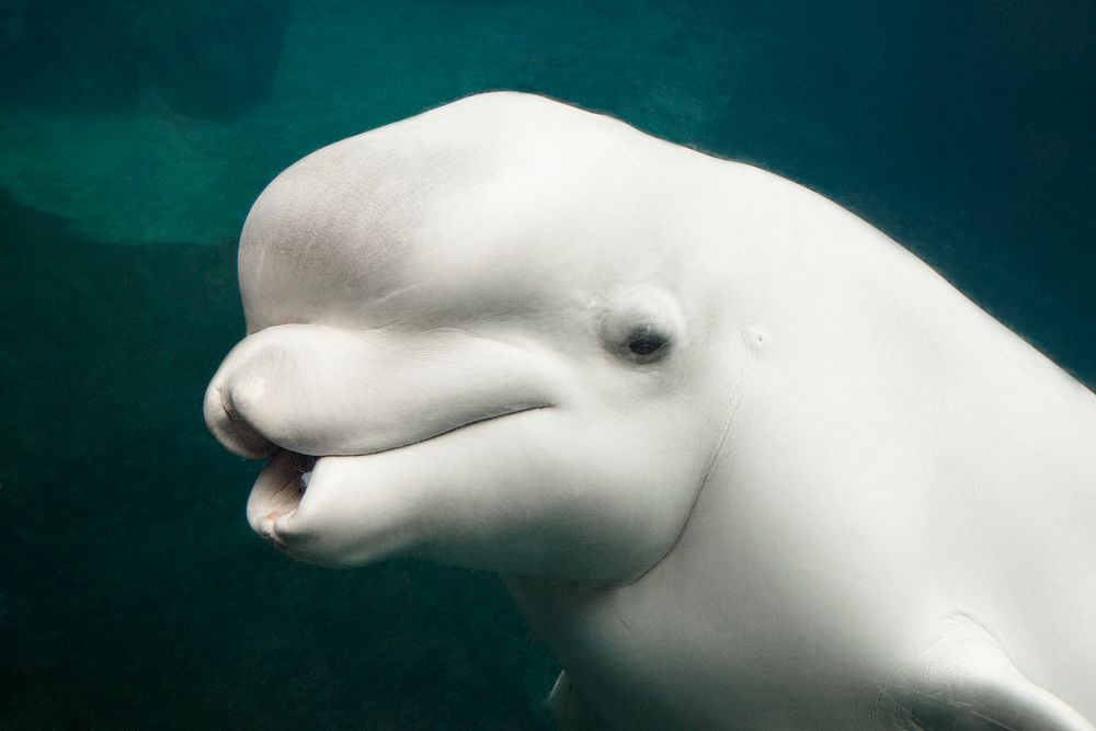 Belua whale in an aquarium. Original image from Carol M. Highsmith&rsquo;s America, Library of Congress collection.…