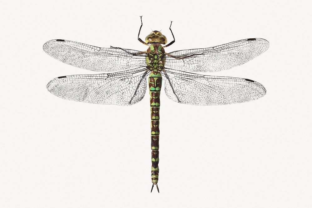 Dragonfly illustration, vintage vintage artwork