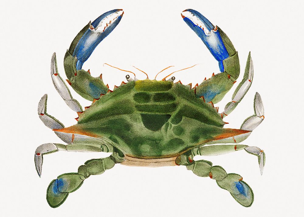 Blue crab sticker, aquatic animal isolated image psd