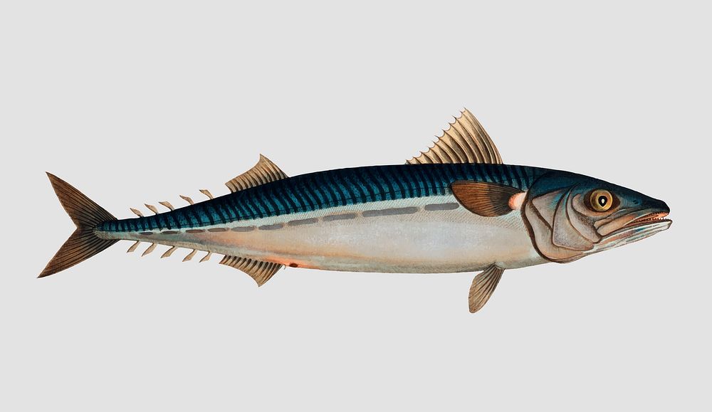 Vintage Mackrel fish vector