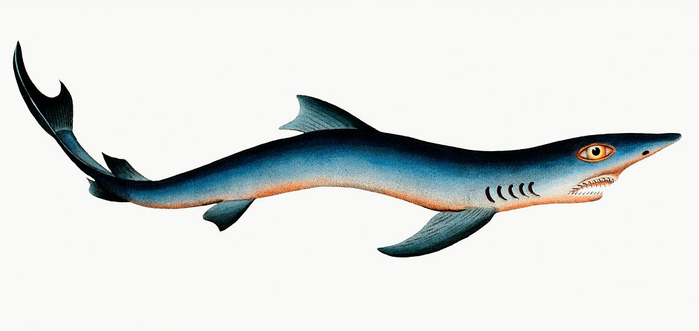 Vintage illustration of Blue Shark (Squalus Glaucus)