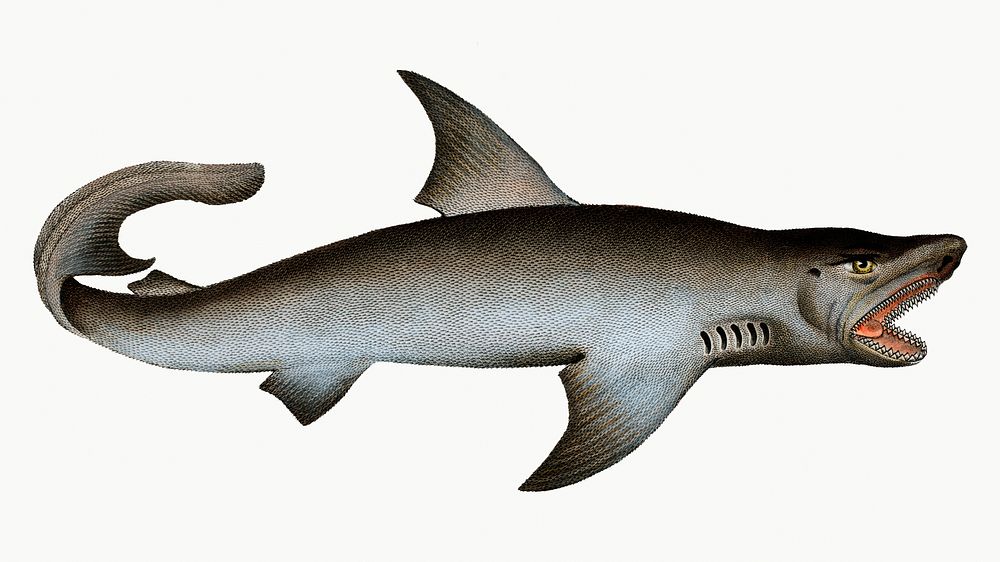 Vintage illustration of White Shark (Squalus Carcharias)