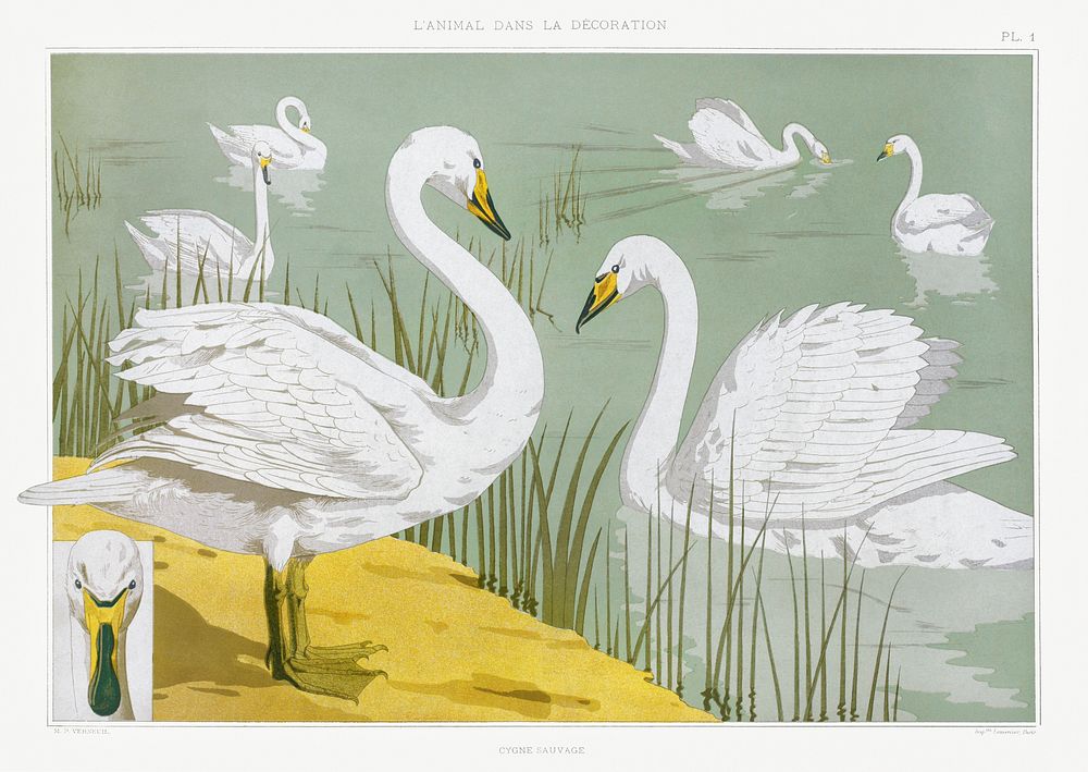 Cygne sauvage from L'animal dans la d&eacute;coration (1897) illustrated by Maurice Pillard Verneuil. Original from the The…