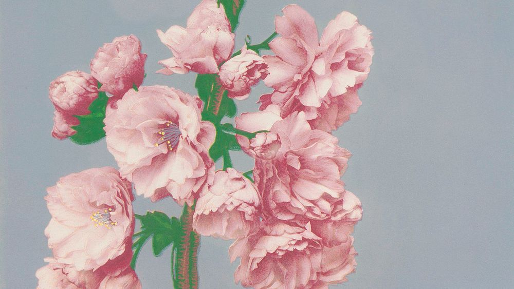 Vintage desktop wallpaper, Cherry Blossom background, remix from the artwork of Kazumasa Ogawa