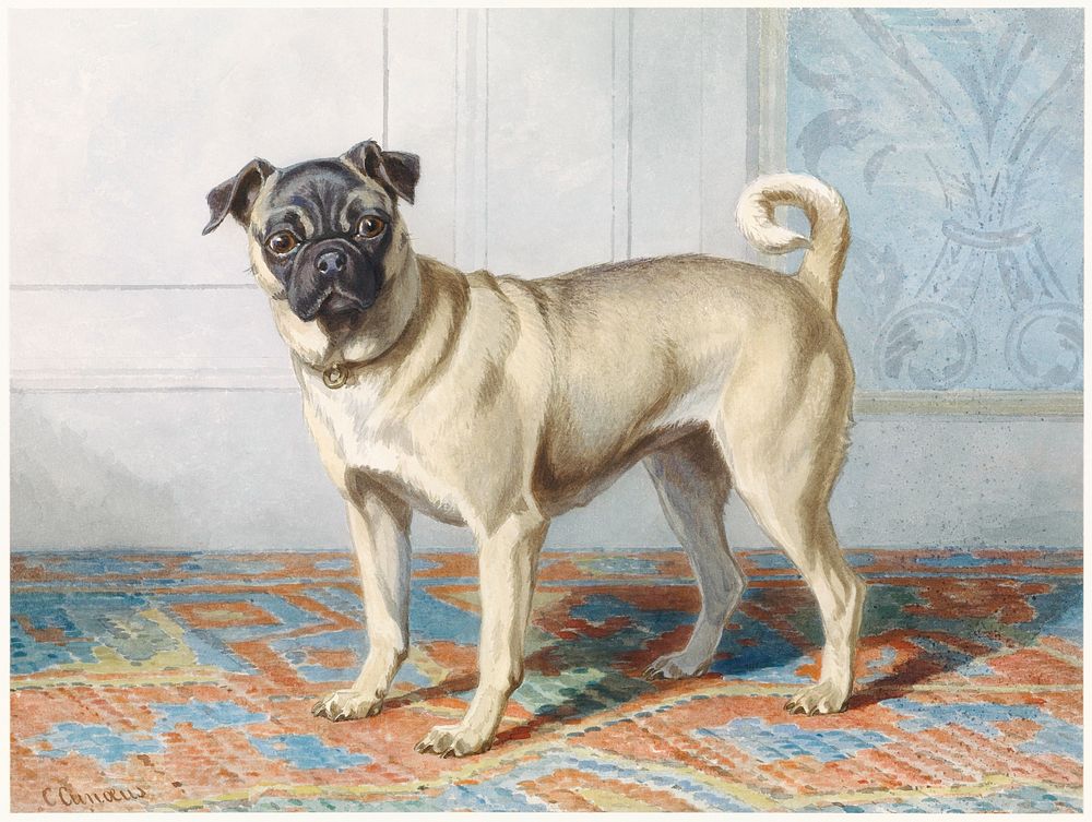 Portrait of Edwin Vom Rath&rsquo;s Pug (ca. 1880&ndash;1895) by Conradijn Cunaeus. Original from The Rijksmuseum. Digitally…