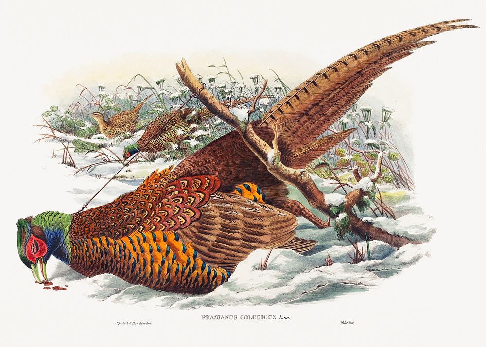 Phasianus colchicus; Ring-necked Pheasant (1804&ndash;1908) print in high resolution by John Gould and William Matthew Hart.…