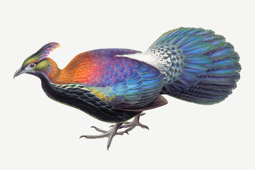 Monal bird vector animal art print, remixed from artworks by John Gould and Henry Constantine Richter