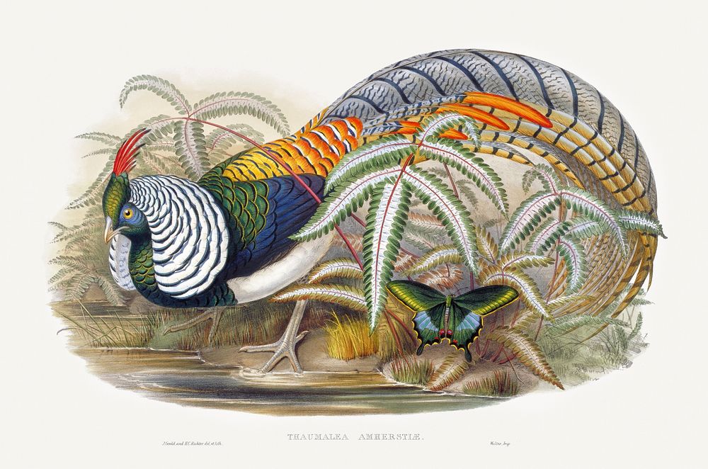 Thaumalea Amherstiae (1850&ndash;1883) print in high resolution by John Gould and Henry Constantine Richter. Original from…